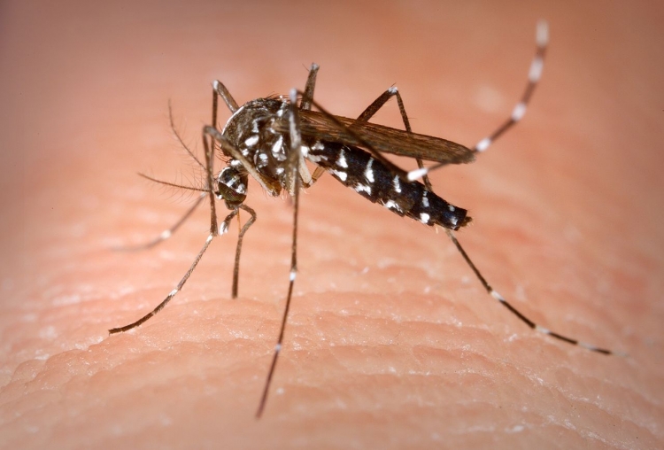 0_dengue-mosquito-1.jpg