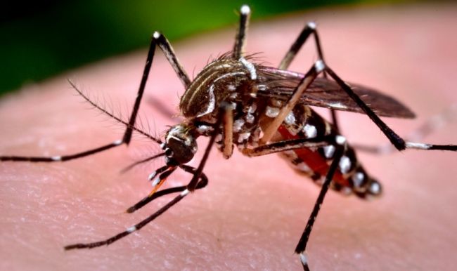 0_dengue-mosquito.jpg