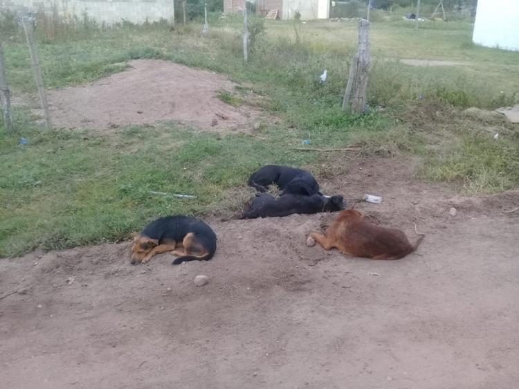 0_perros-muertos-en-df-2019.jpg