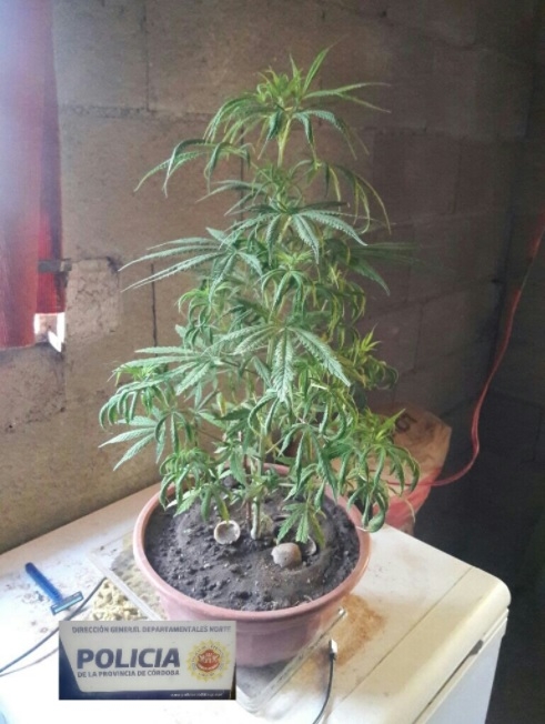 0_planta-de-cannabis.jpg
