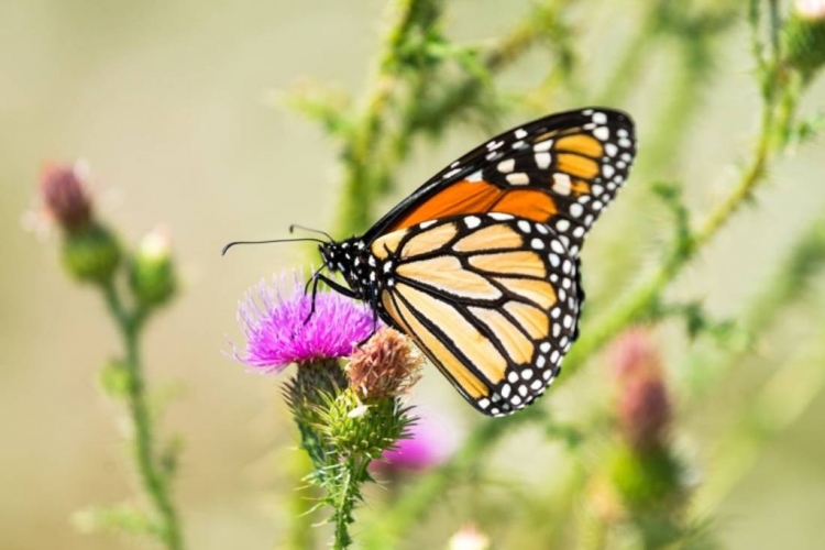 282_la-mariposa-monarca-ingres-en-la-lista-de-especies-amenazadas-ch.jpg