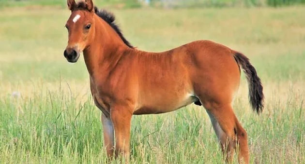 462_caballo.jpg