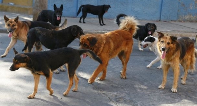 491_jauriadeperros.jpg
