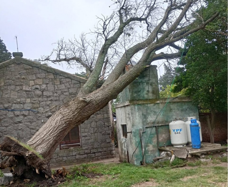 1134_arbol-fazenda.jpg