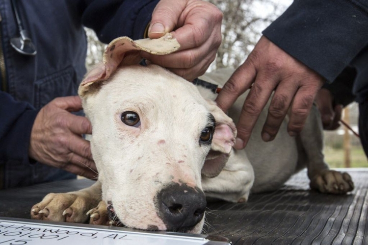 282_leishmaniasis-en-perros-y-cuidado-de-mascotas.jpg