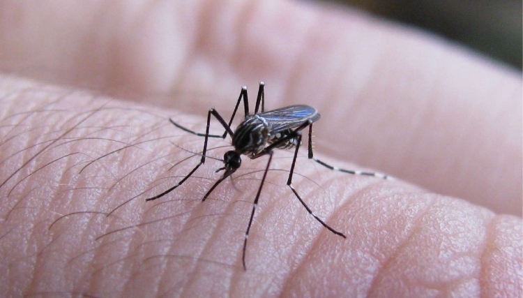 892_dengue-e.jpg