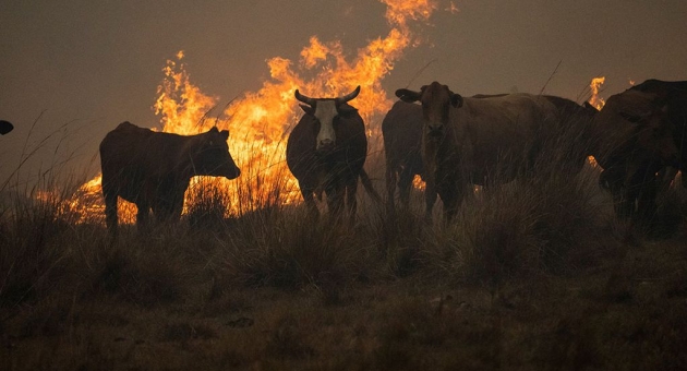 80_declaran-emergencia-y-desastre-agropecuario-en-toda-la-provincia-ch.jpg