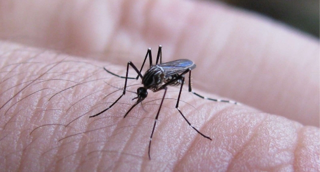 892_dengue-e.jpg